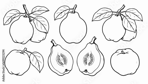 Black and white line drawing of quinces, whole and halved, some with leaves and stems, arranged in a group.