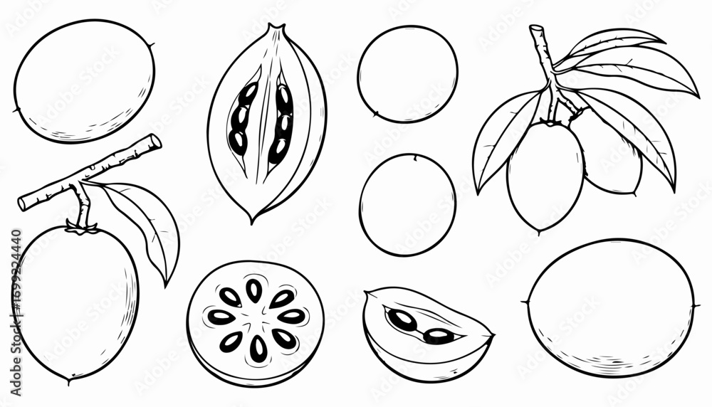 Obraz premium Black and white line art illustration of star apples, including whole fruits, cut sections revealing seeds, and fruits on a branch with leaves.