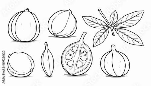 Line art illustration of various Garcinia gummi-gutta elements, including whole fruits, a sliced fruit revealing its interior, and a leafy branch.
