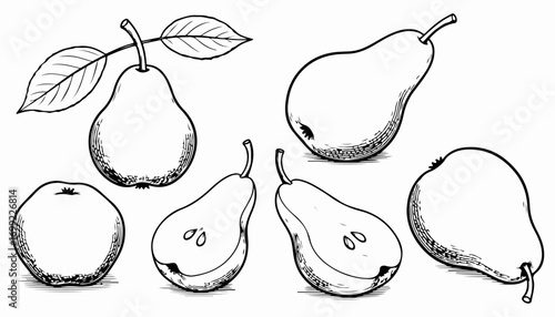 A collection of pear illustrations in various angles and forms, including whole pears, sliced pears, and pears with leaves.
