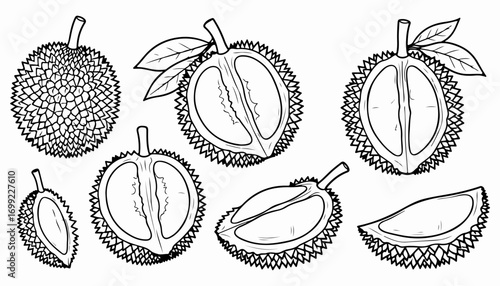 Line art illustration of durian fruit, whole and sliced, showing the spiky exterior and creamy interior.