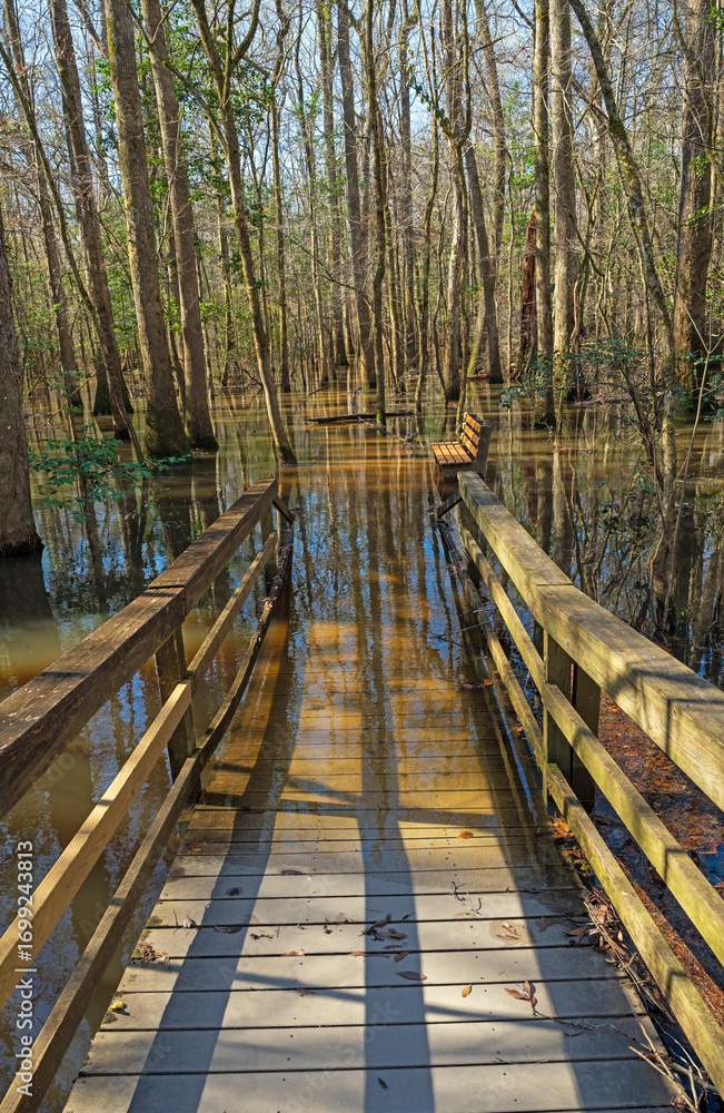 Obraz premium Boardwalk Into a Flooded Forest