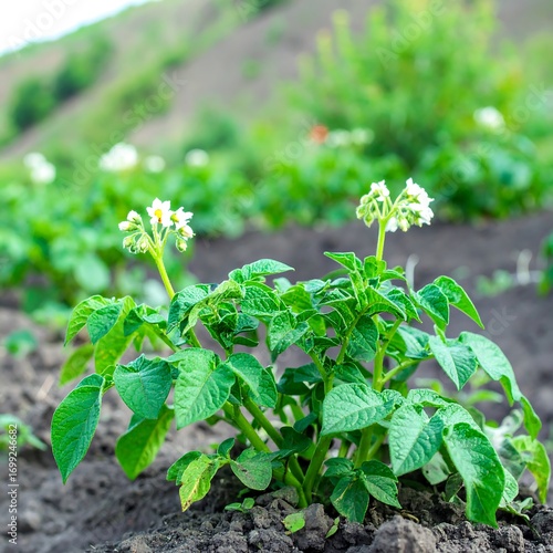Potato plants in bloom, fertile soil