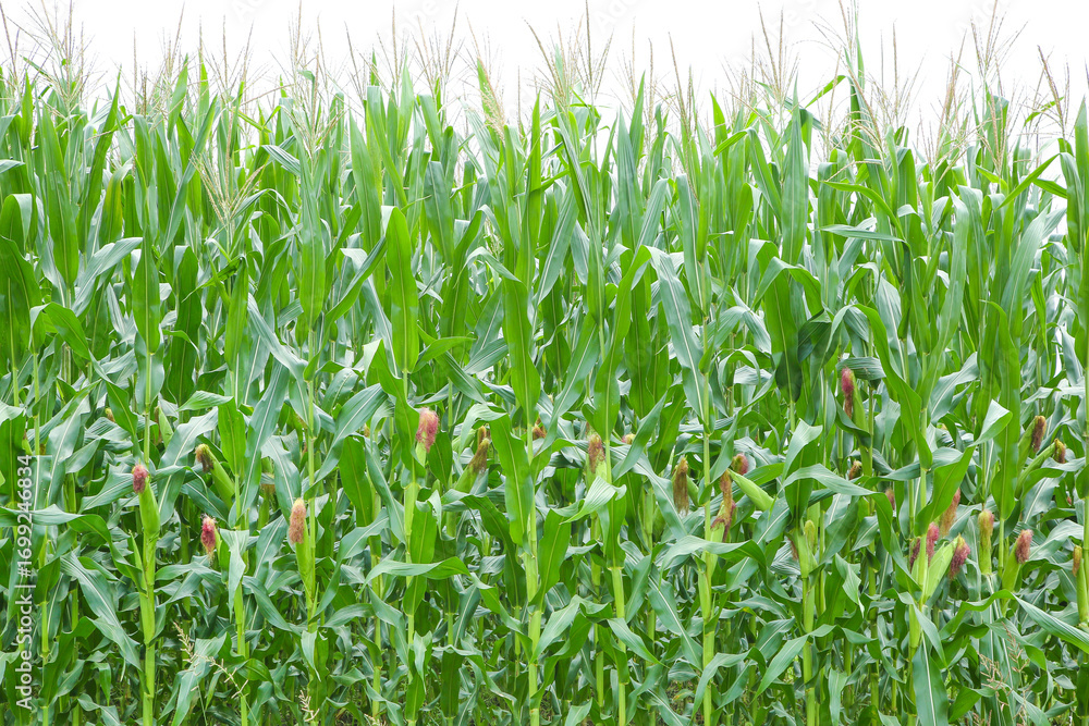 Fototapeta premium Fresh Green Corn Field Ready for Harvest - Agricultural Crop Growing in Summer