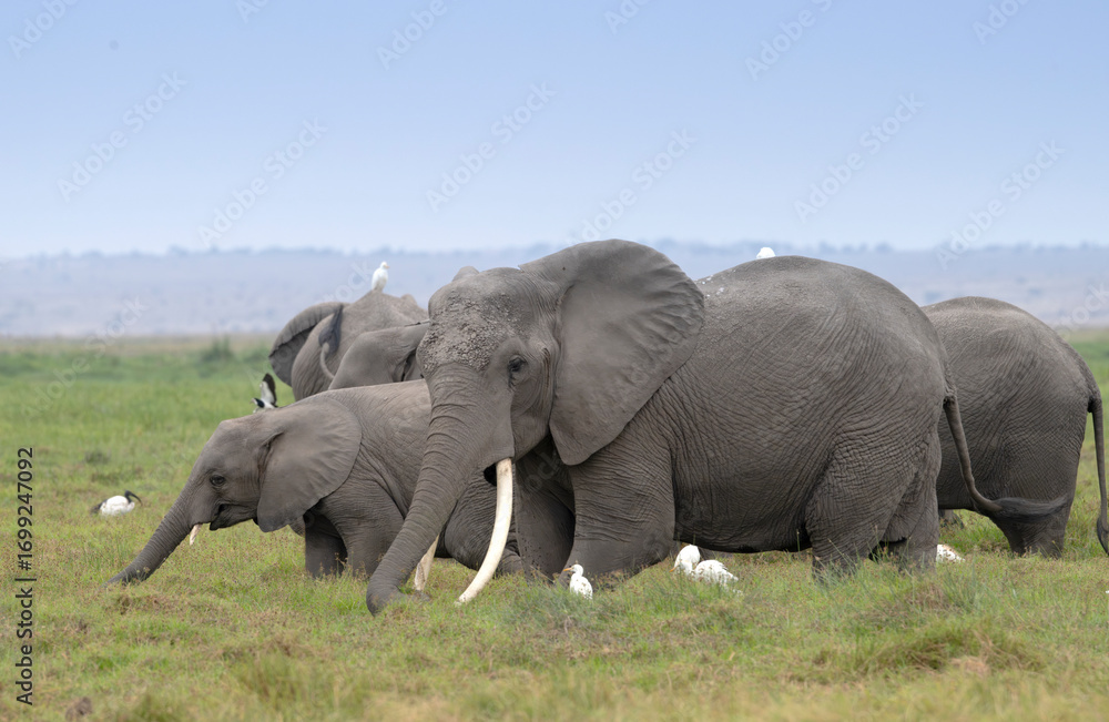 Obraz premium The herd of elephants feeding in savanna grassland at Amboseli National Park, Kenya