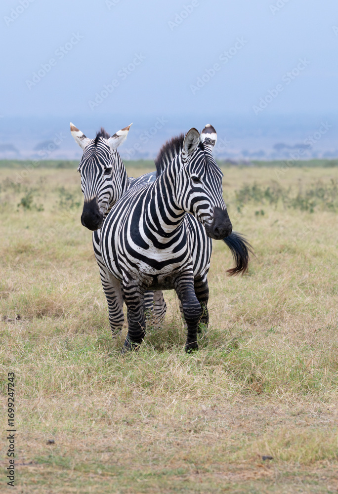 Naklejka premium Grant's zebras (Equus quagga boehmi) in Amboseli National Park, Kenya