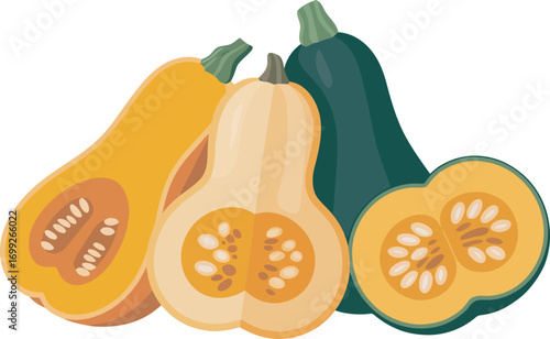 Butternut Squash Assortment Vector Illustration for Culinary and Nutritional Designs