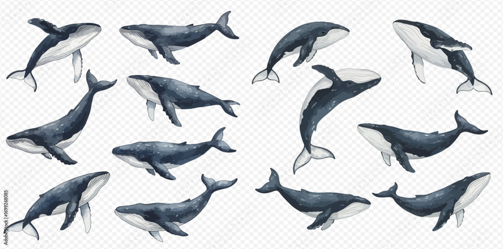 Fototapeta premium Collection of watercolor illustrations depicting various whale species swimming and diving on a transparent background.