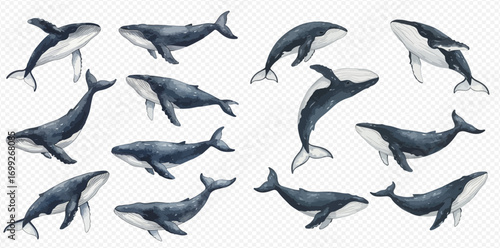 Collection of watercolor illustrations depicting various whale species swimming and diving on a transparent background.