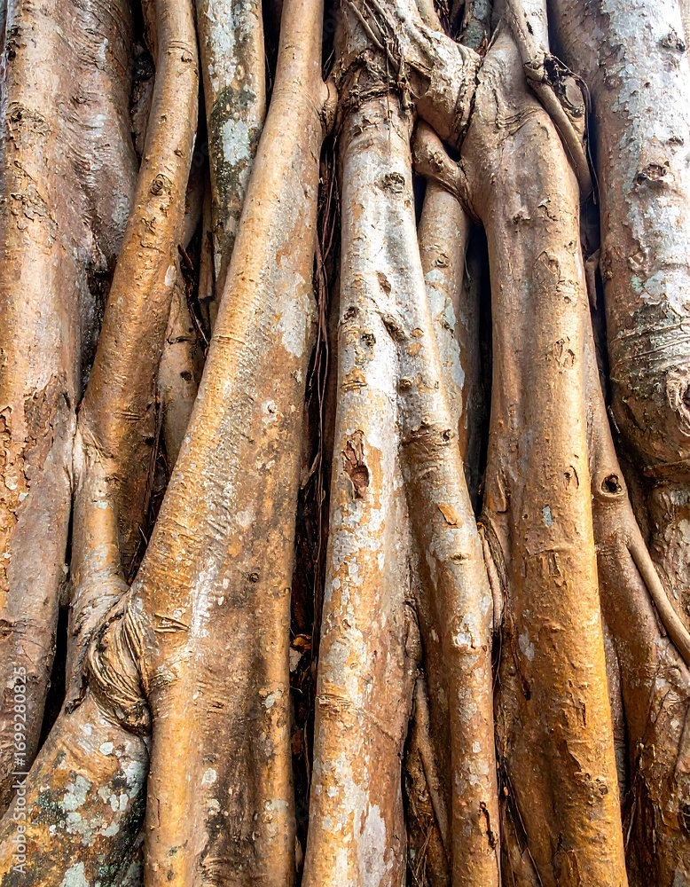 Obraz premium Intricate and textured tree roots display a fascinating interplay of natural forms and colors.