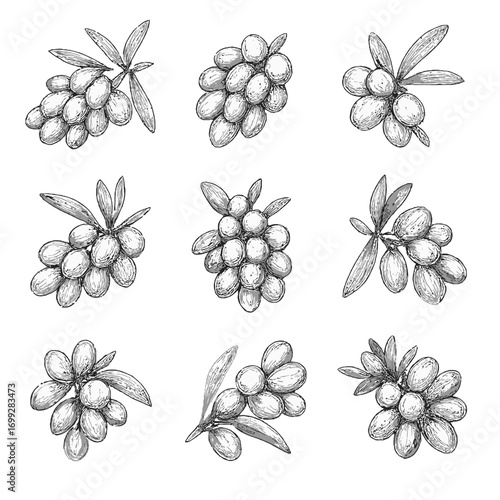 Hand drawn olive bunches collection with detailed vintage design on gray gradient background