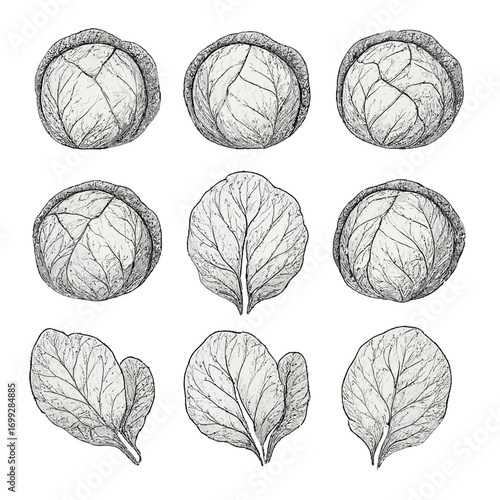 Hand drawn cabbage collection featuring detailed leaf patterns and variations