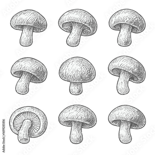 Hand drawn mushroom pattern with realistic sketches on dark background