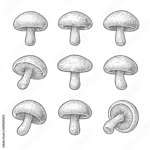 Set of nine hand drawn mushrooms on shaded gray background for nature and culinary design