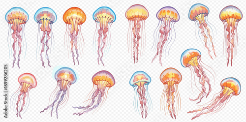 A collection of fifteen jellyfish, varying in size and color, floating against a transparent background.