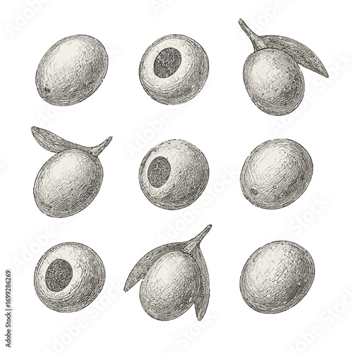 Hand drawn vintage style olives collection on textured background