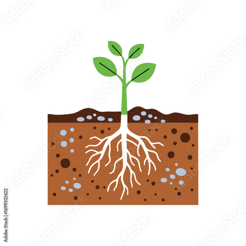 Thriving Young Plant Roots in Soil. Vibrant sprout with a robust underground network depicted in rich earth. This image signifies new beginnings, sustainable development, and vital ecological.
