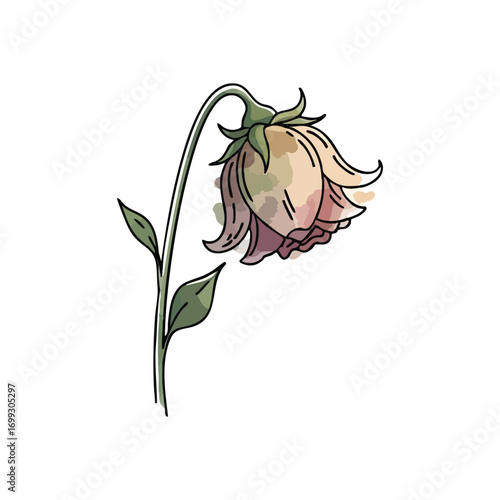 Wilting Flower on Dark Background. A mournful blossom gently droops, symbolizing impermanence and the passage of time. This faded botanical artwork conveys sorrow and fragility against a stark.
