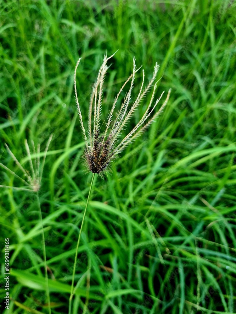 Fototapeta premium Plant stamen in sharp focus with green leaf bokeh background