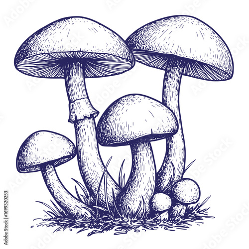 Hand drawn illustration of several mushrooms growing in a patch of grass and weeds