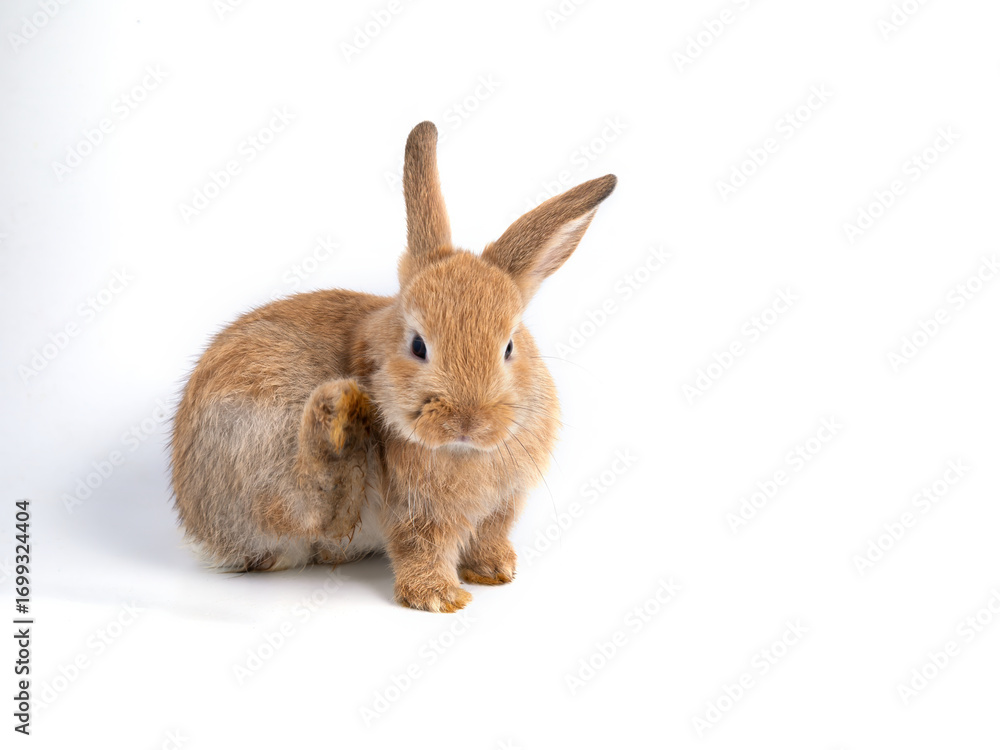 Obraz premium Cute brown rabbit scratching ear while sitting on white background, symbolizing adorable pets, Easter holiday, animal care, wildlife, furry companions, domestic animals, and natural playful behavior