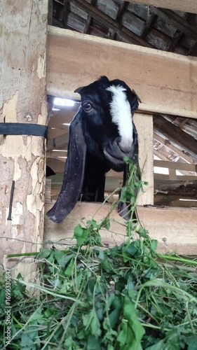 Goats or sheep at farm. Lamb or Goat farm. Portrait of a goat close-up. Portrait of a goat on a farm. Beautiful goat posing. Domestic goats.