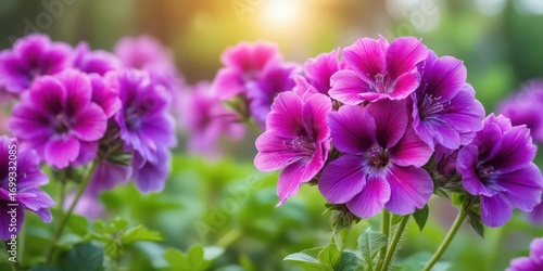 Vibrant purple geranium flowers in full bloom