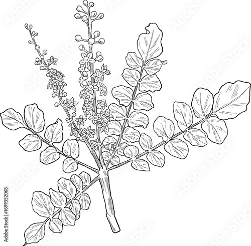 Frankincense plant botanical sketch illustration