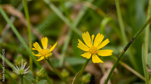 Autumn Hawkbit (Scorzoneroides autumnalis). Flowering Capitulum Closeup