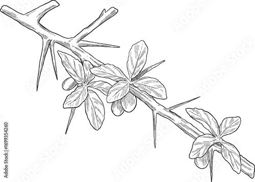 myrrh plant botanical sketch illustration