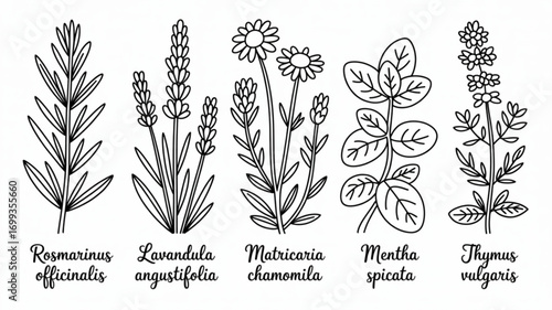 Botanical illustration of rosemary lavender chamomile mint and thyme herbs for culinary and medicinal use