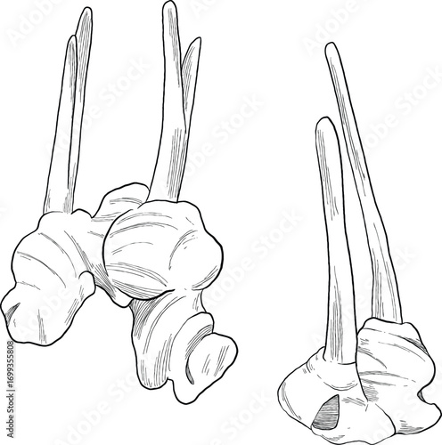 galangal root plant botanical sketch illustration