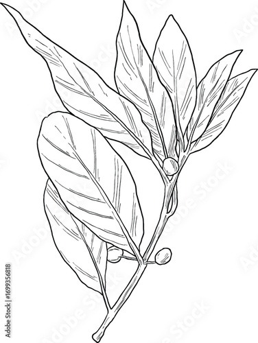 bay laurel plant botanical sketch illustration