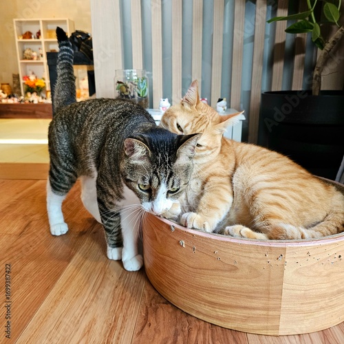 A tabby cat walks past an orange tabby cat resting in a wooden cat bed, as the orange cat gently snuggles. In the background, Japanese home decor with maneki neko figurines adds a cozy atmosphere.