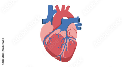 a detailed illustration of human heart anatomy with blue veins