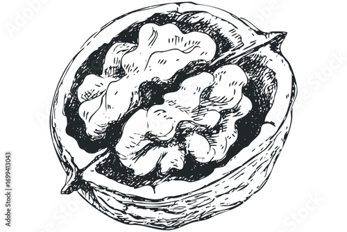 Hand drawn walnut half with kernel on transparent. Vector hand drawn illustration