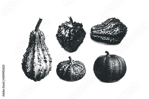 Assortment of textured gourds on transparent background. Vector hand drawn illustration