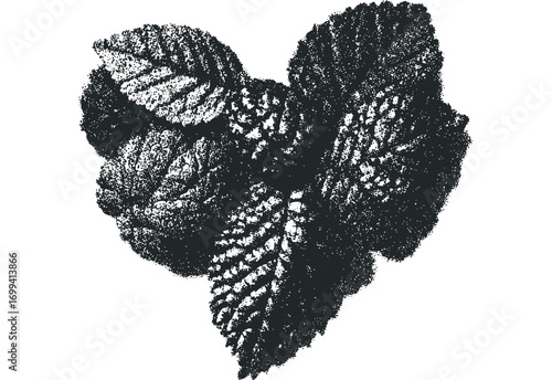 Pebble textured cluster of dark gray leaves with veins on transparent background. Vector hand drawn illustration