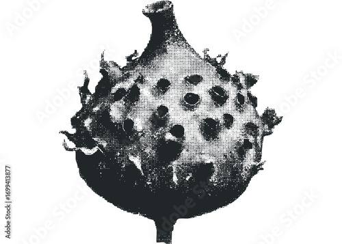 Textured seed pod with open petals. Vector hand drawn illustration