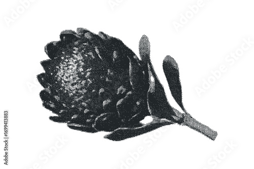 Halftone Pinecone Image. Vector hand drawn illustration