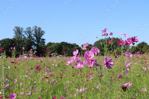 Wallpaper Mural コスモス畑　秋の田舎風景　青空 Torontodigital.ca