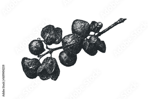 Textured black berries on a branch. Vector hand drawn illustration
