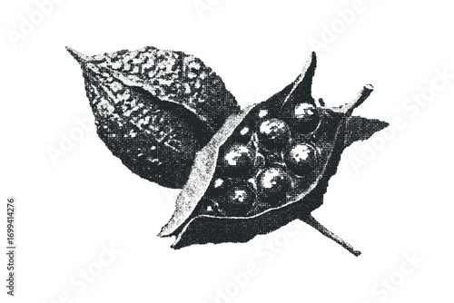 Seed pod with multiple seeds isolated on transparent background. Vector hand drawn illustration