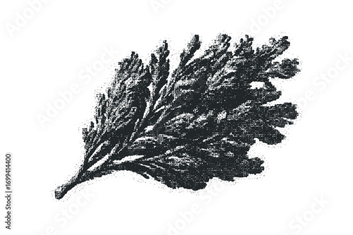Textured evergreen sprig graphic. Vector hand drawn illustration