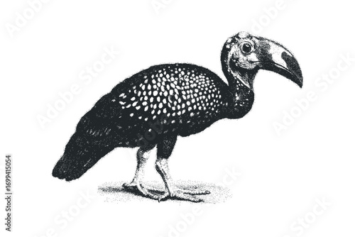 Speckled bird with large beak on transparent background. Vector hand drawn illustration