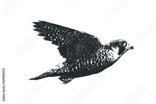 Monochromatic Falcon in Dynamic Flight Motion Image. Vector hand drawn illustration