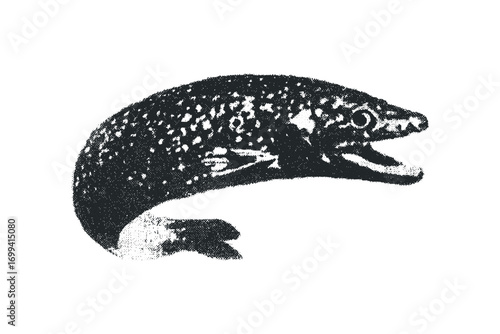 Pike fish graphic with rough texture on transparent background. Vector hand drawn illustration