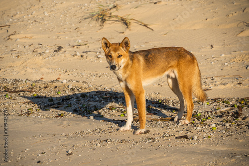 A dingo standing on a sandy surface, likely a beach or a dune. The dingo's coat is a warm, golden-brown, and it stands alert, facing the viewer with its ears perked. 