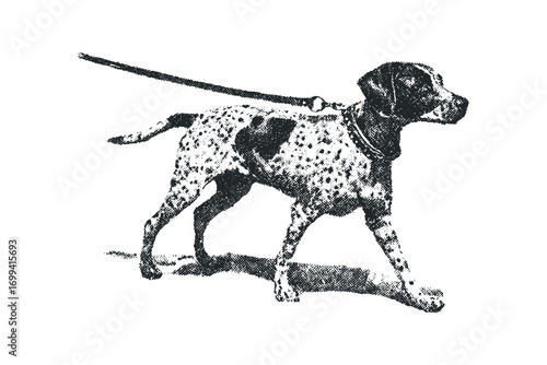 Dog with spots on leash walking. Vector hand drawn illustration