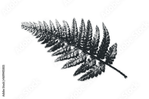 Textured fern frond graphic on transparent background. Vector hand drawn illustration